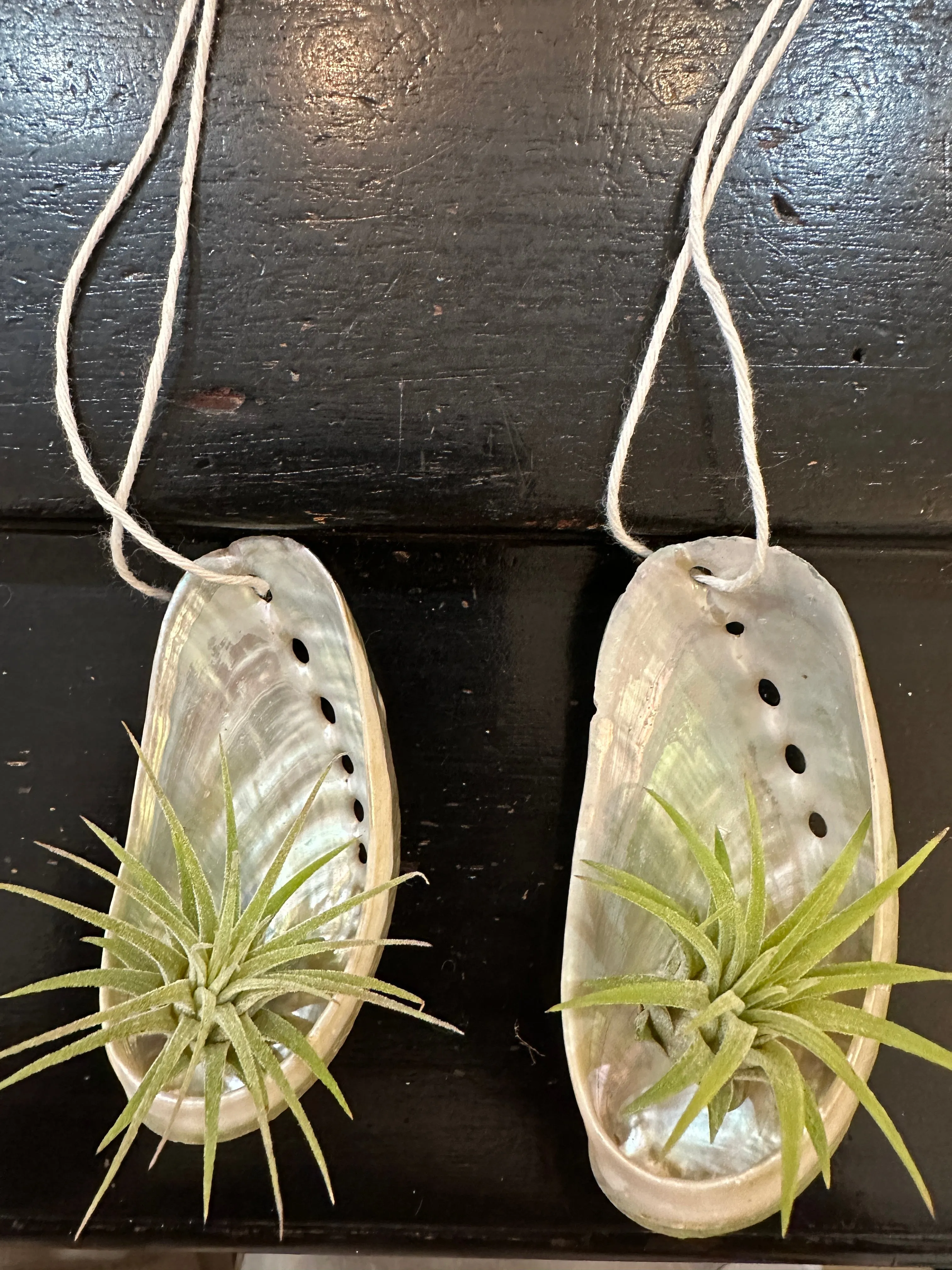 Abalone Shell Air Plant Holder With Plant