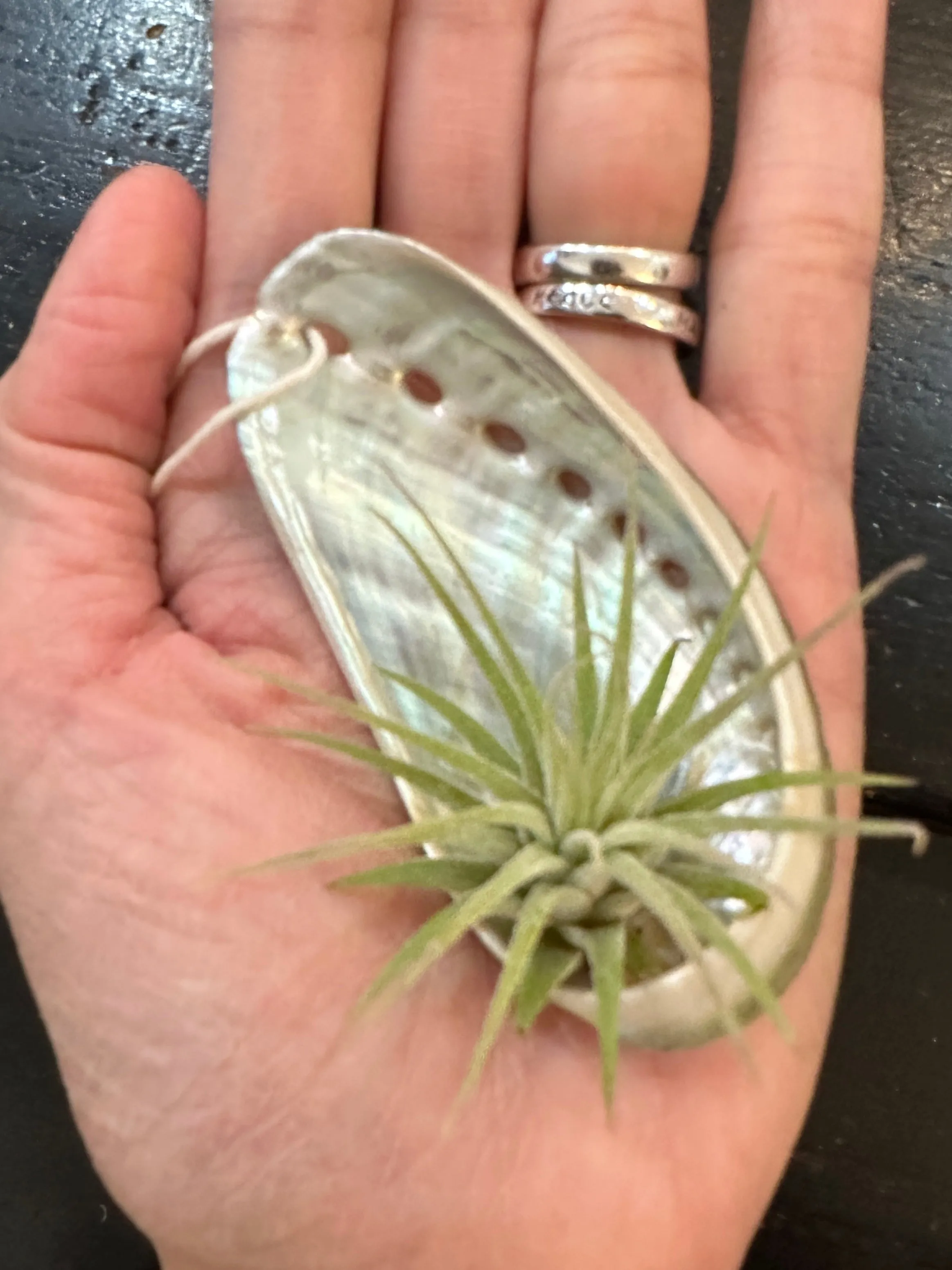 Abalone Shell Air Plant Holder With Plant