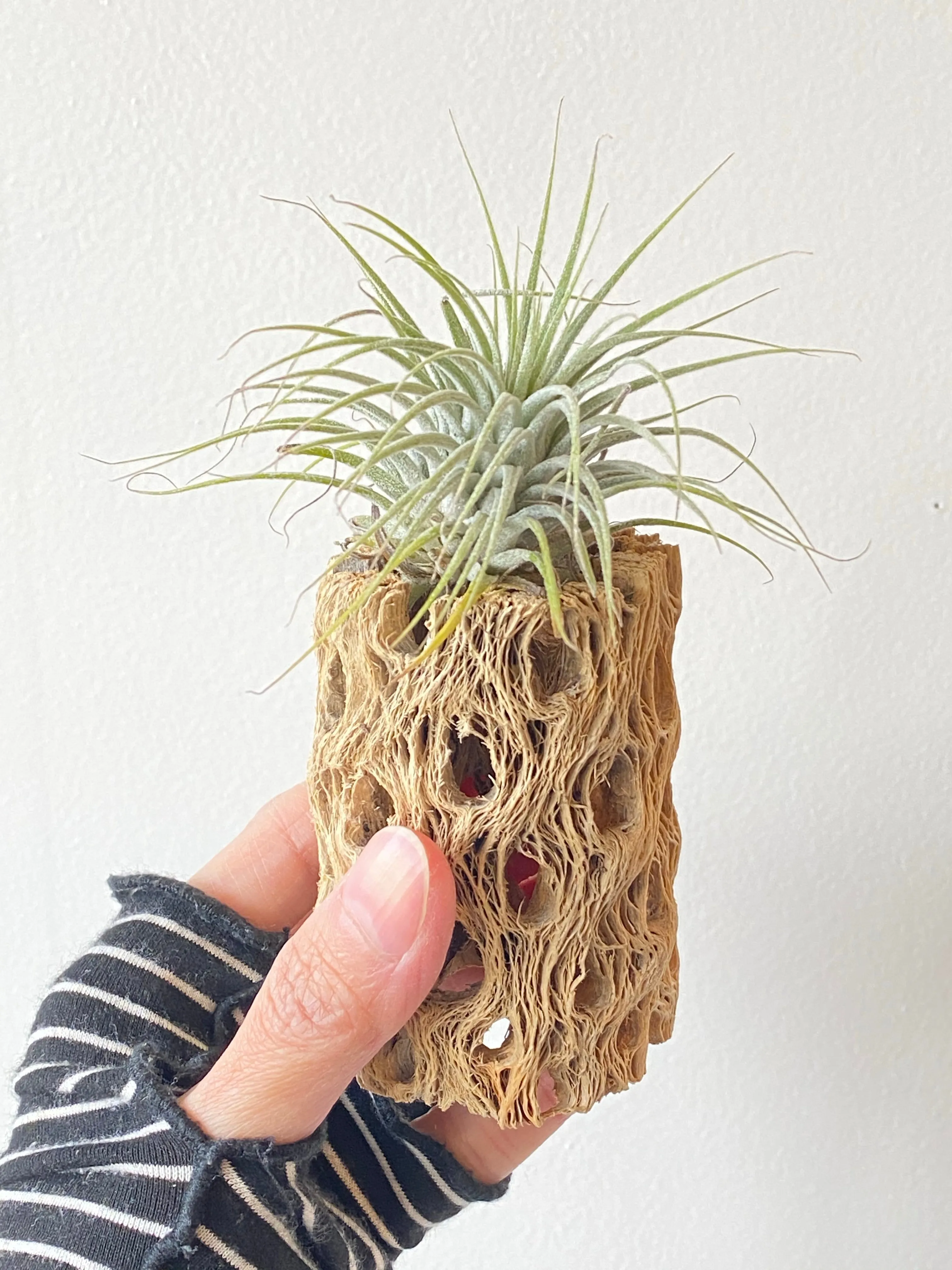 Cholla wood w/ Air Plant