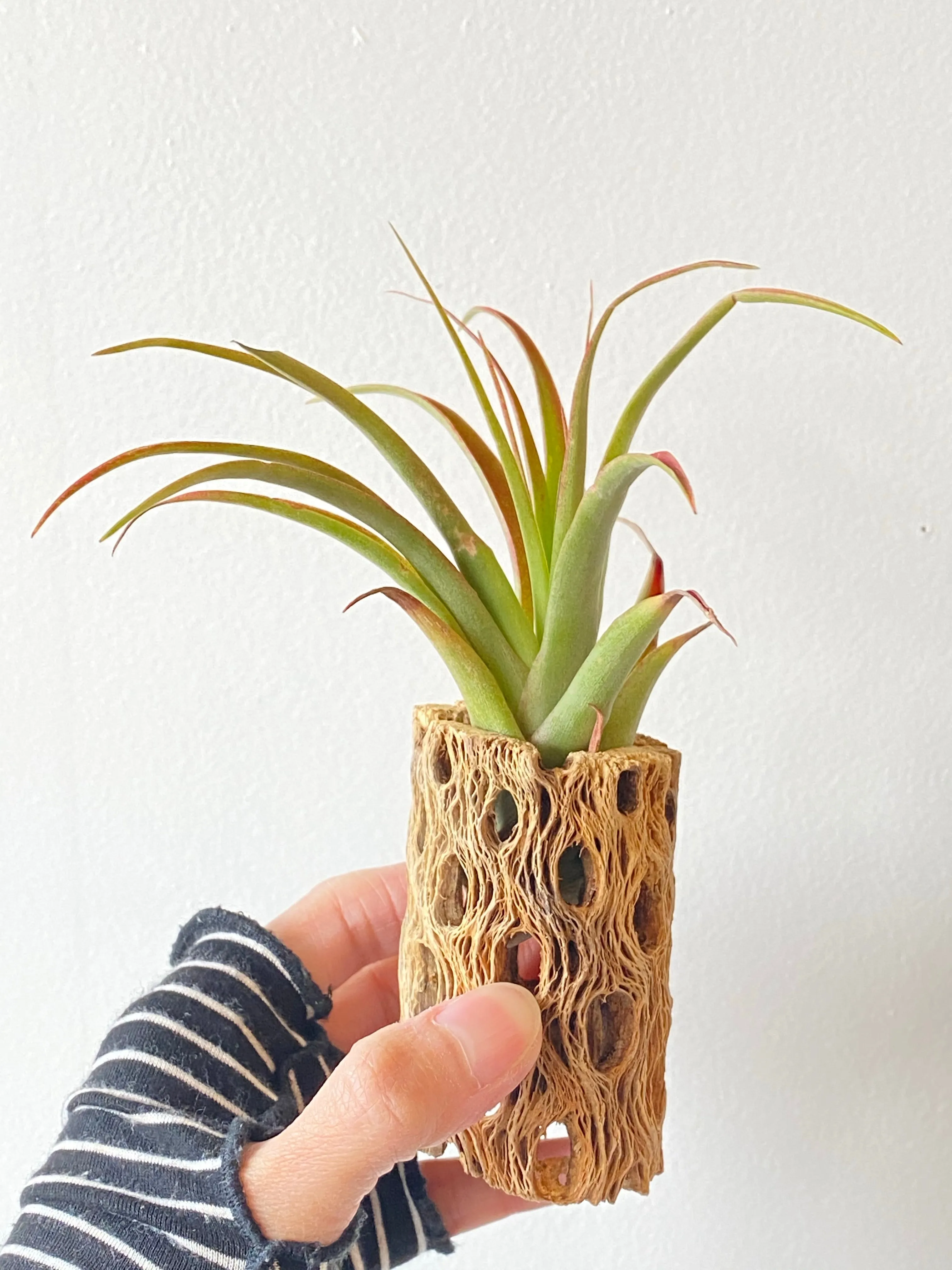 Cholla wood w/ Air Plant