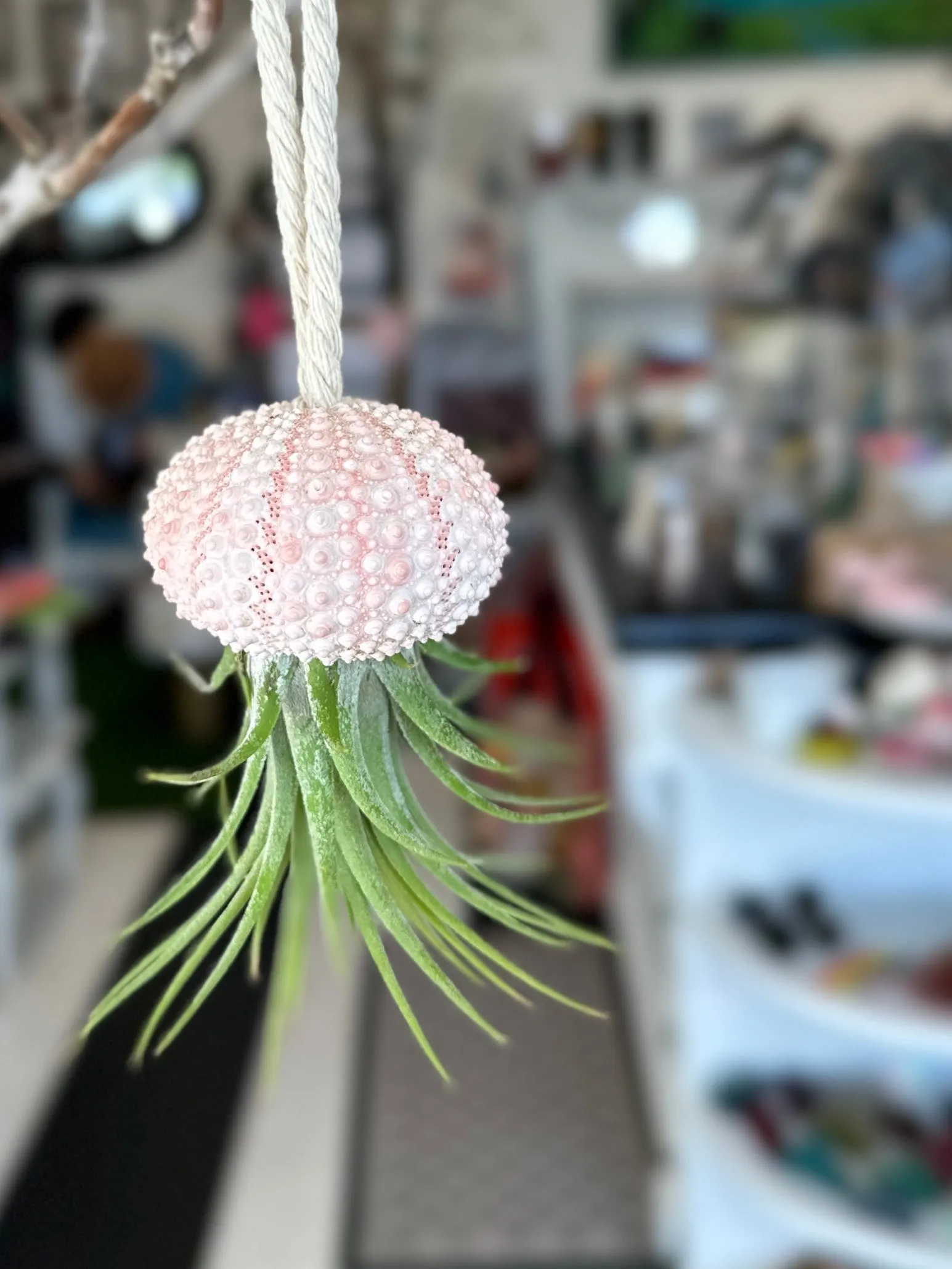 Hanging Sea Urchir Jellyfish Airplant