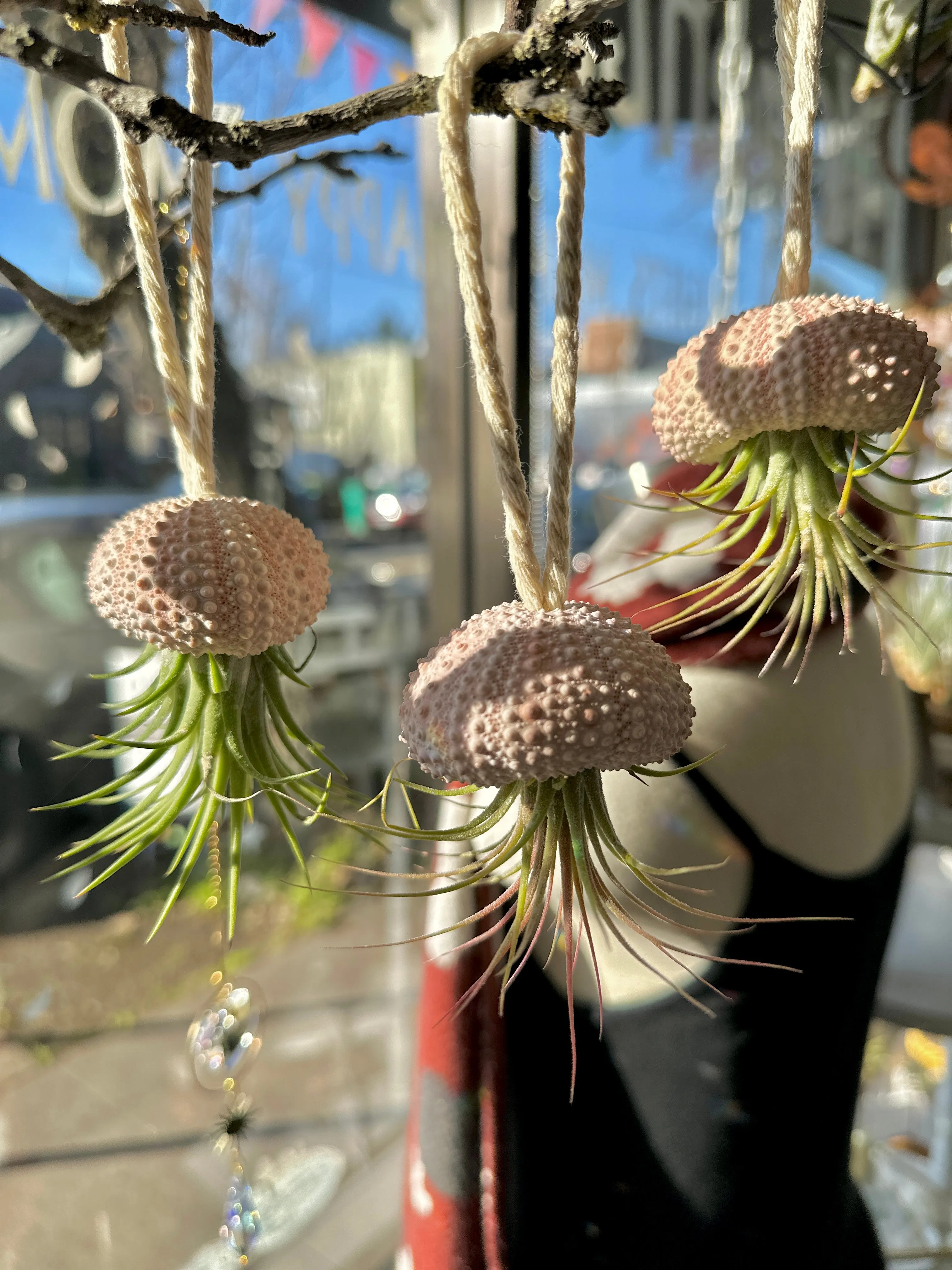 Hanging Sea Urchir Jellyfish Airplant