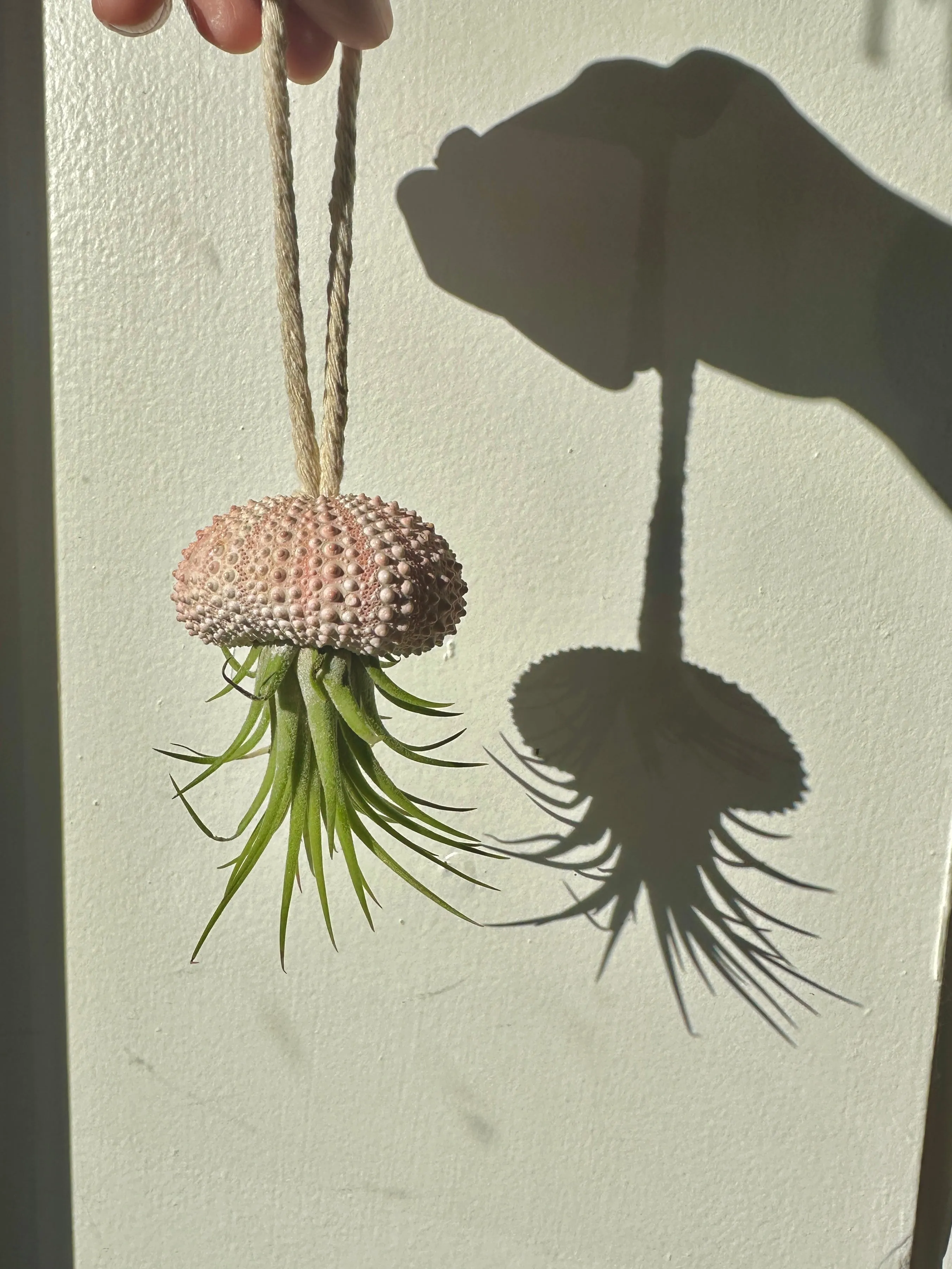 Hanging Sea Urchir Jellyfish Airplant