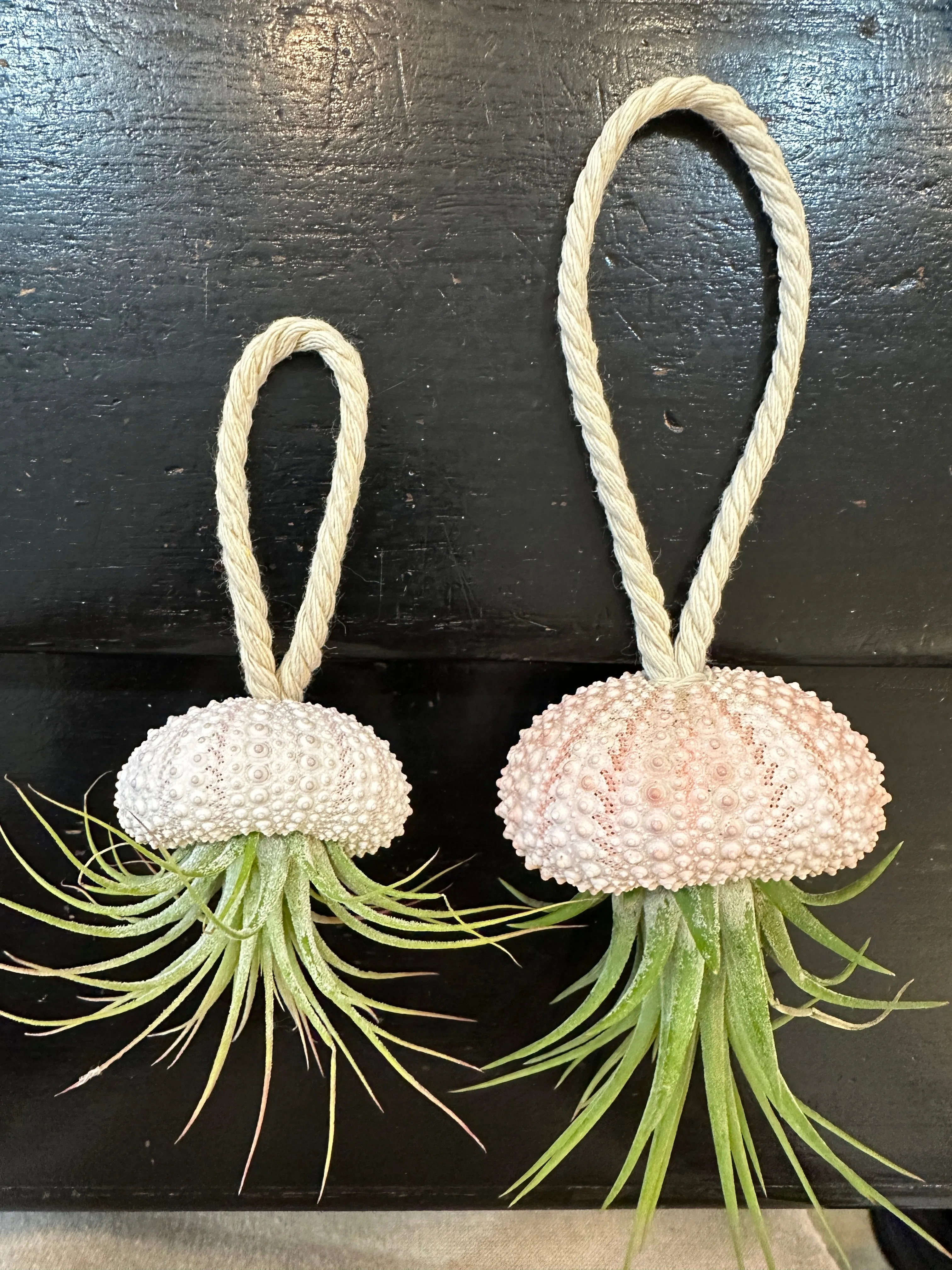 Hanging Sea Urchir Jellyfish Airplant