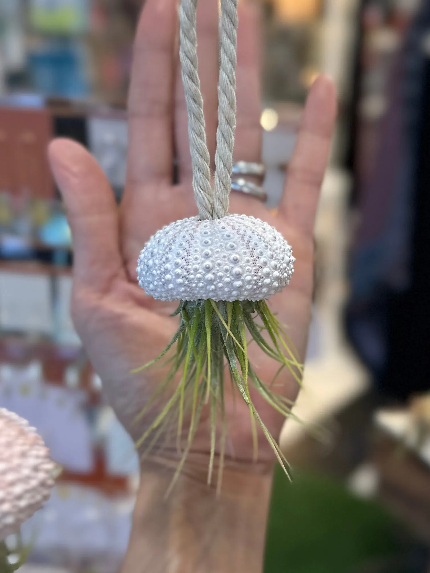 Hanging Sea Urchir Jellyfish Airplant