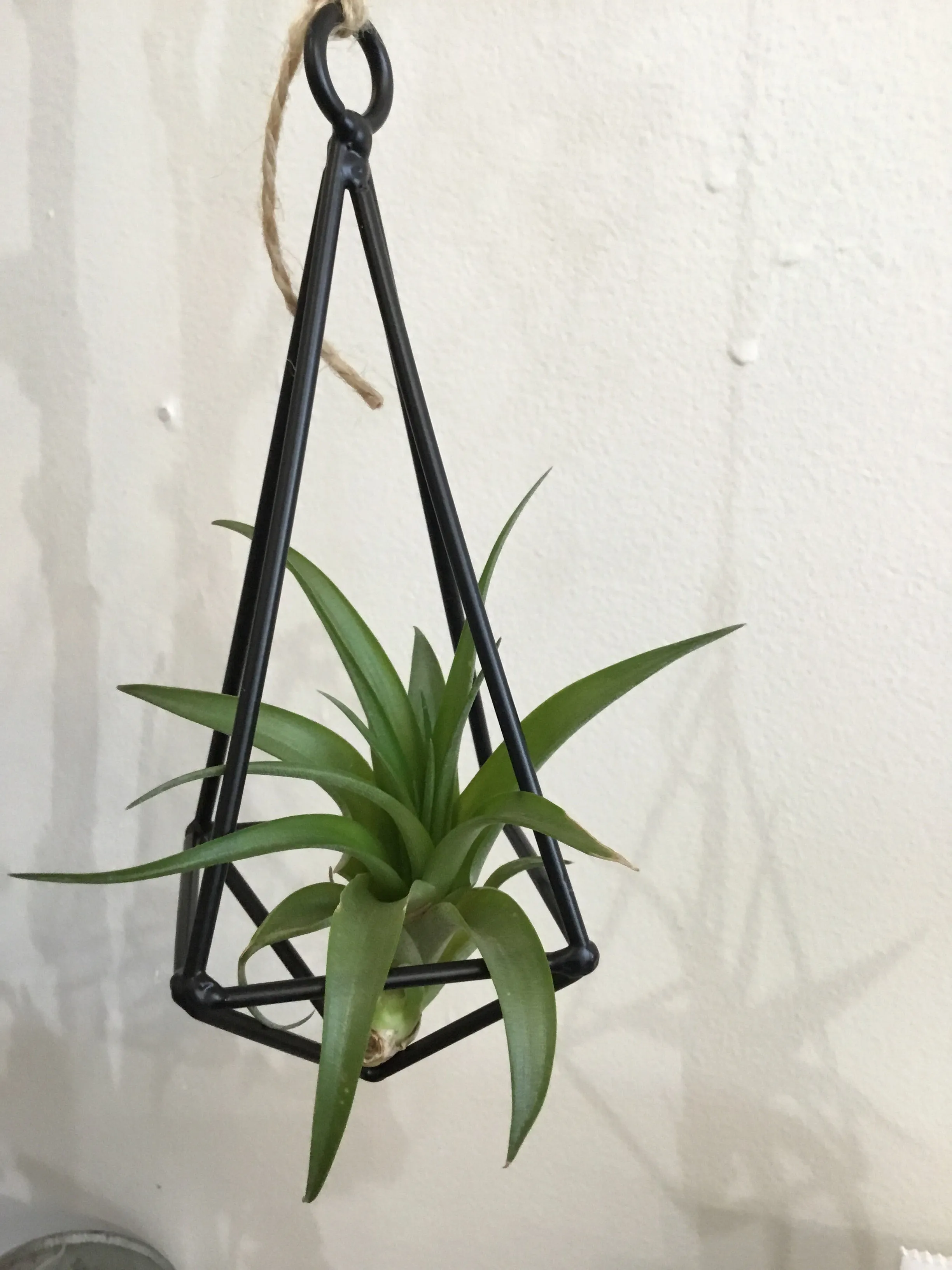 Pyramid Air Plant Hanger w/ Assorted Air Plants