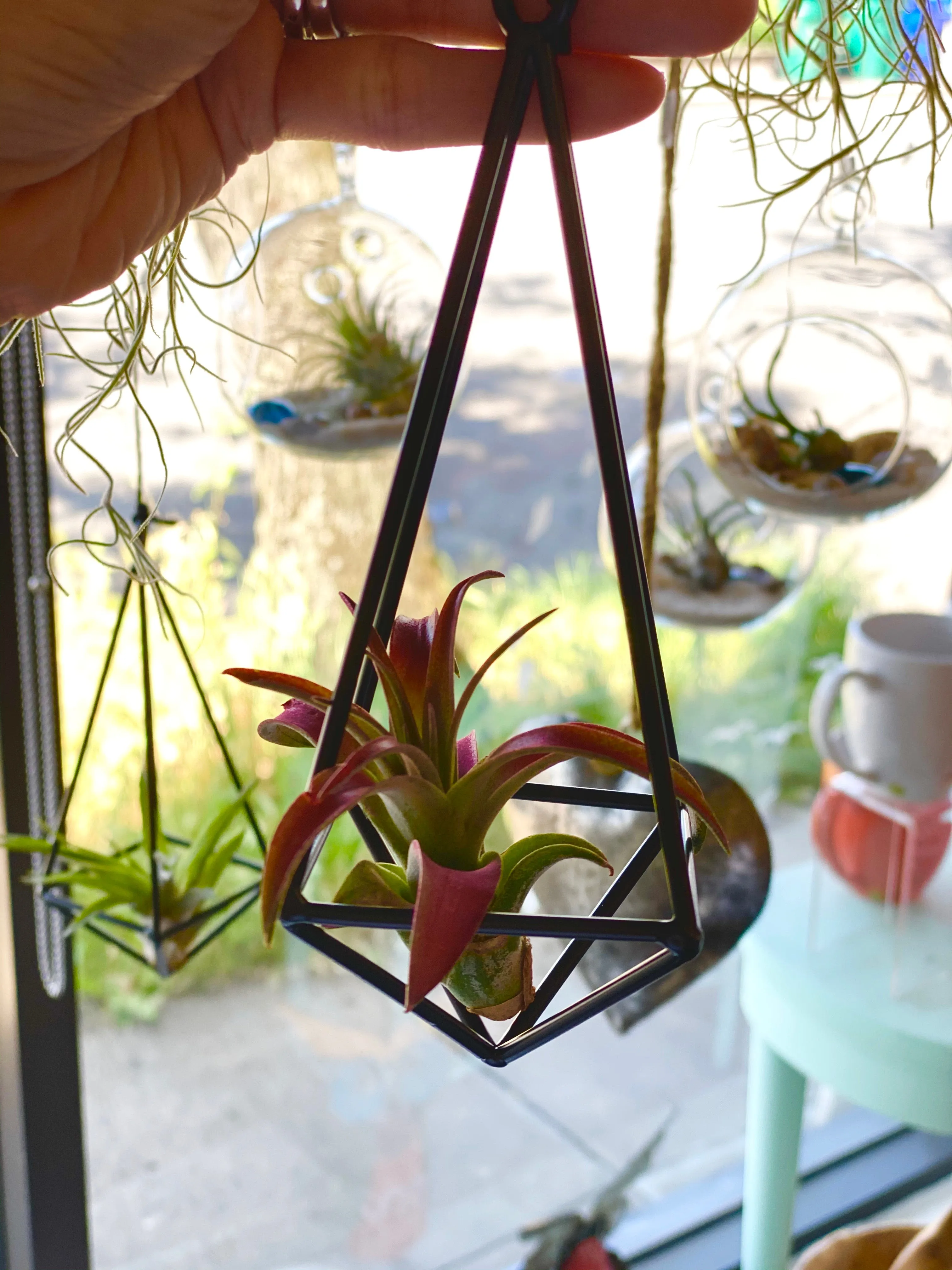 Pyramid Air Plant Hanger w/ Assorted Air Plants