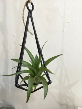 Pyramid Air Plant Hanger w/ Assorted Air Plants