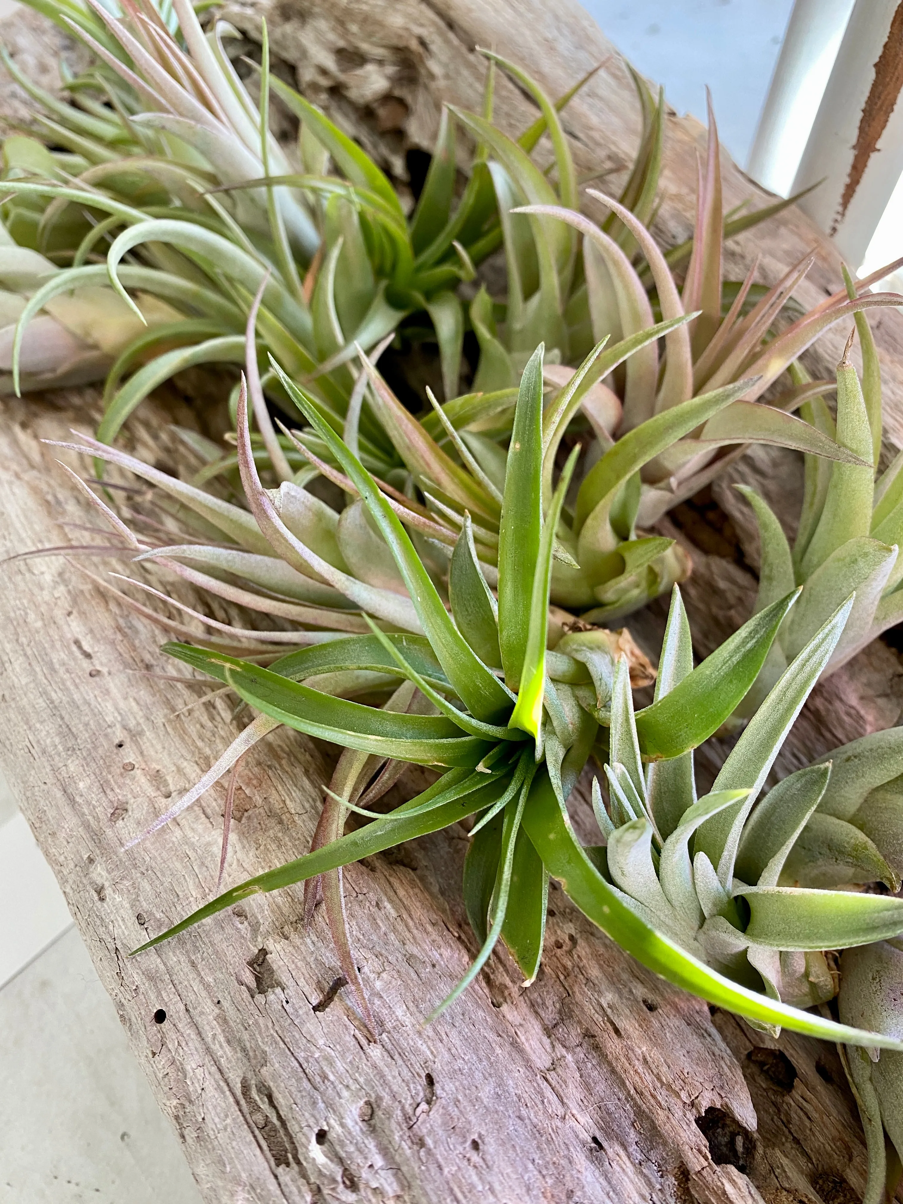 Small Tillandsia Abdita Air Plant