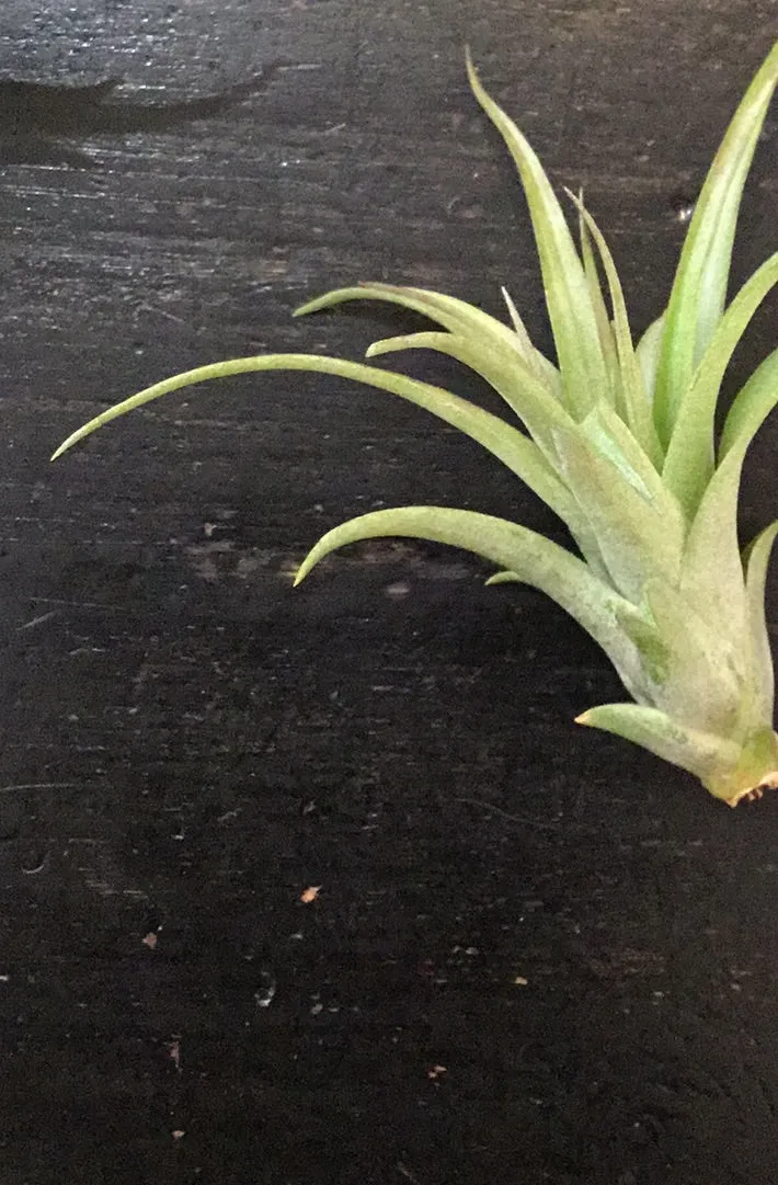 Small Tillandsia Abdita Air Plant