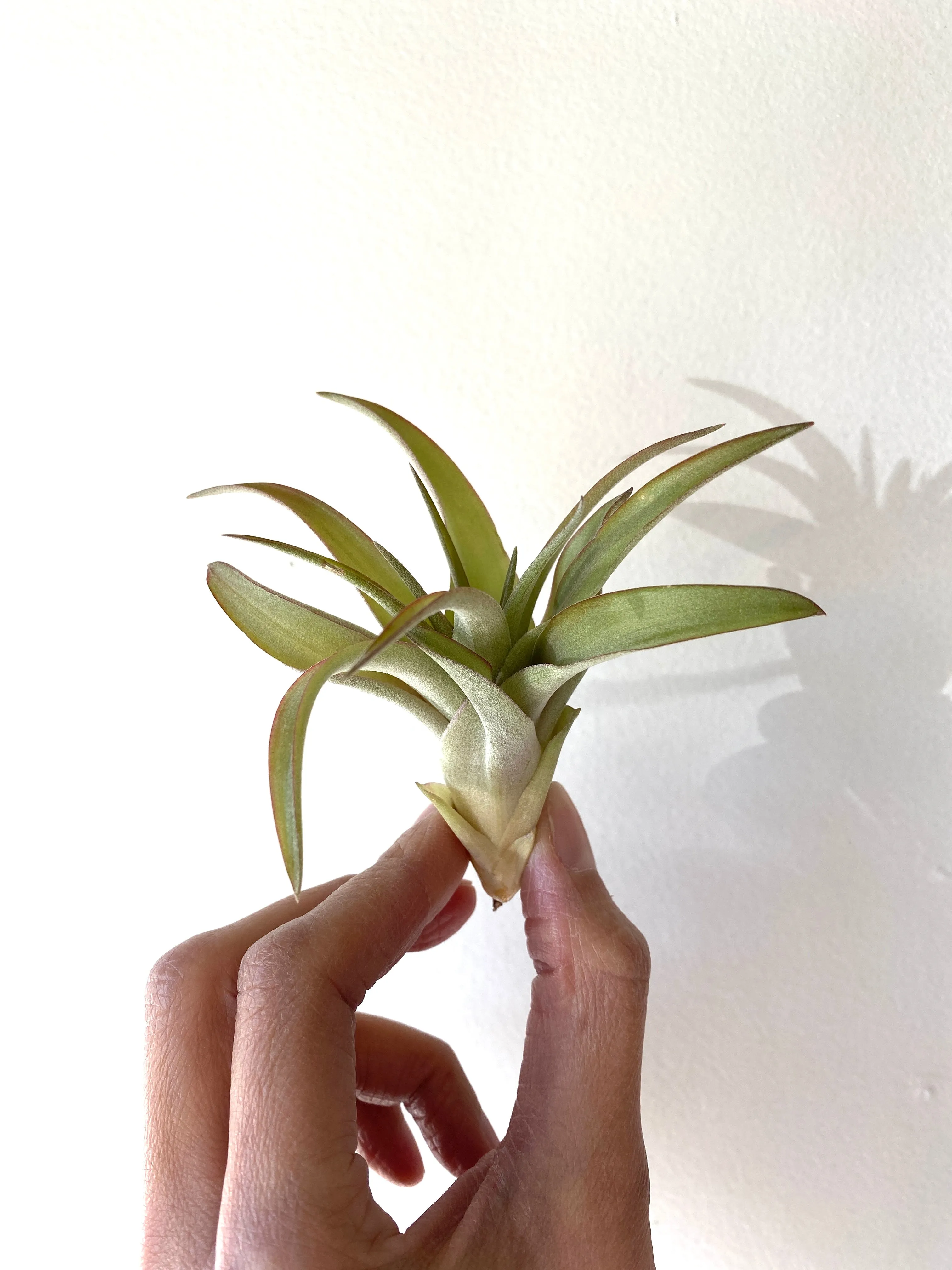 Small Tillandsia Abdita Air Plant