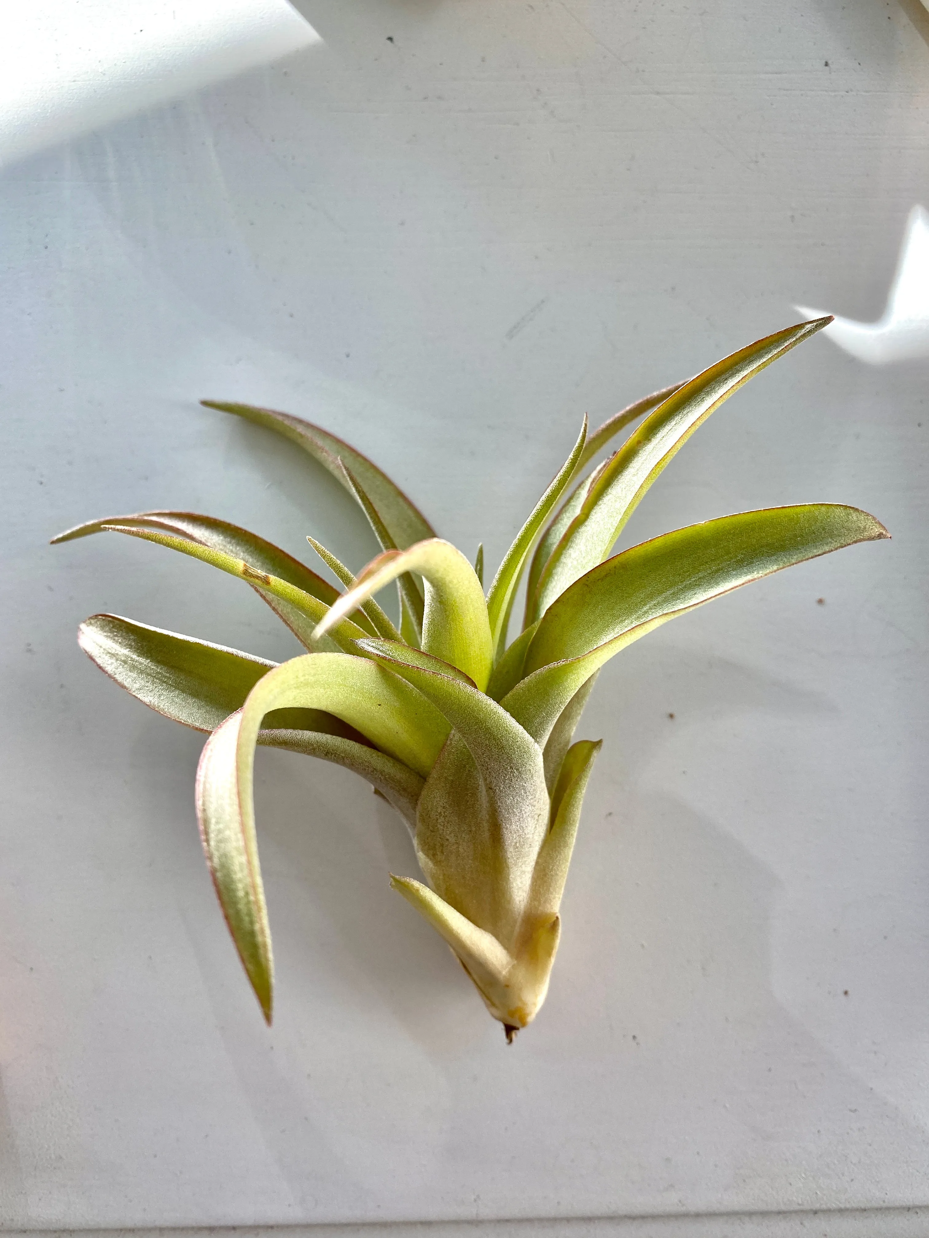 Small Tillandsia Abdita Air Plant